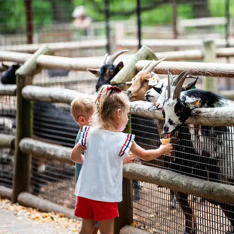 Kids feeding goats