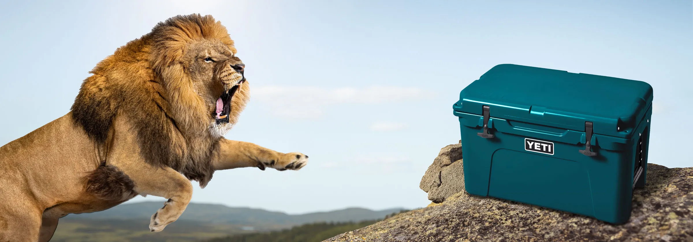 A lion leaping at a Yeti Cooler